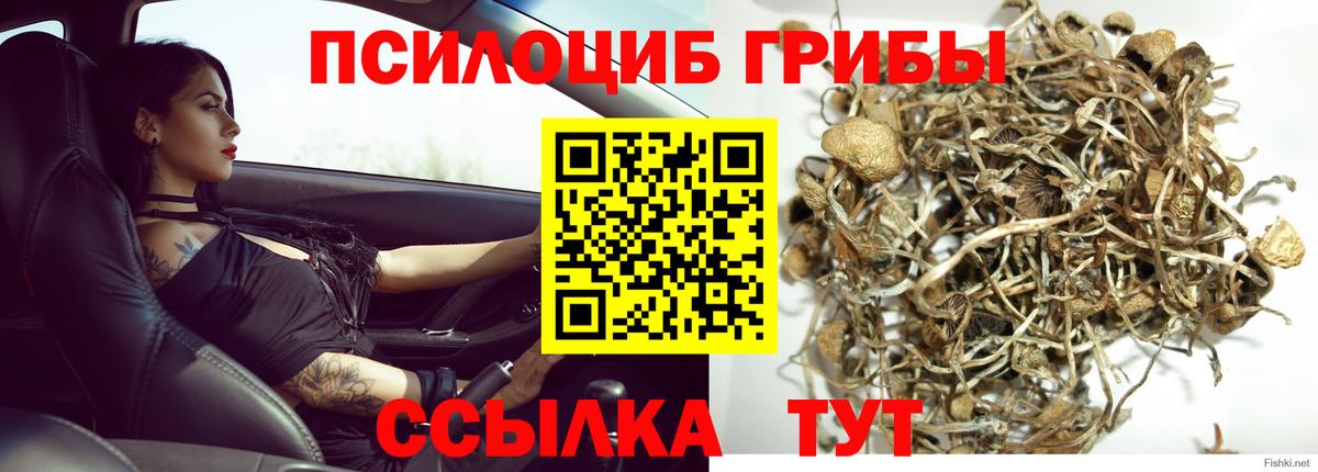 Галлюциногенные грибы Cubensis Южноуральск